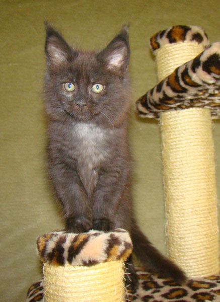     Catsvill County!   !    !       !!!    Catsvill County +7-926-544-74-09     .   ,   ,   ,    ,   ,  ,     ,   -,    ,   !